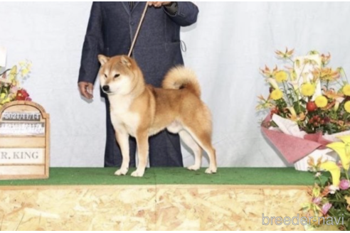 販売中の柴犬の親犬